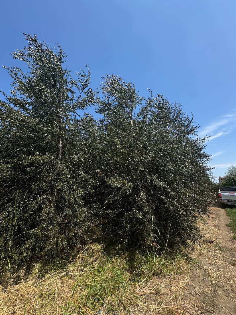 Береза повислая Пурпуреа