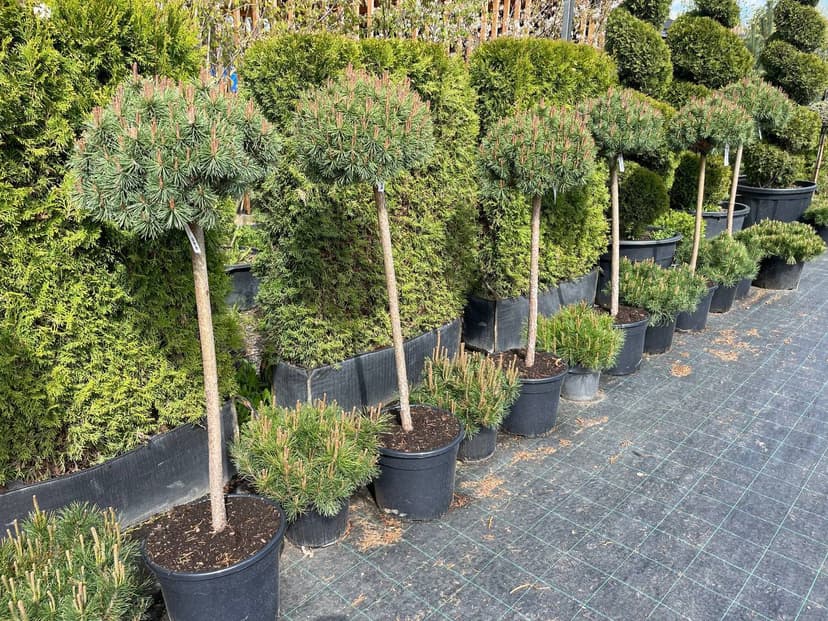 Сосна горная крючковатая Нана