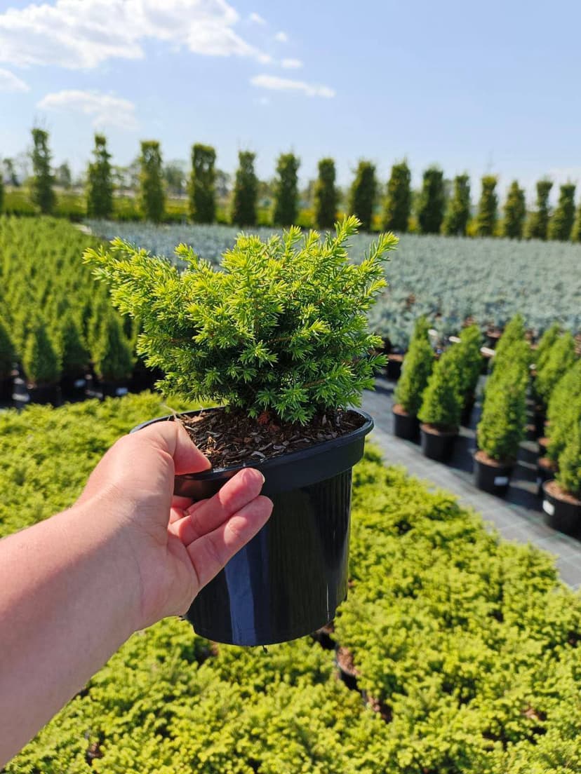 Ель обыкновенная Литл Джем