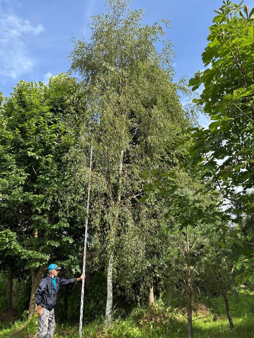 Береза повислая Лациниата