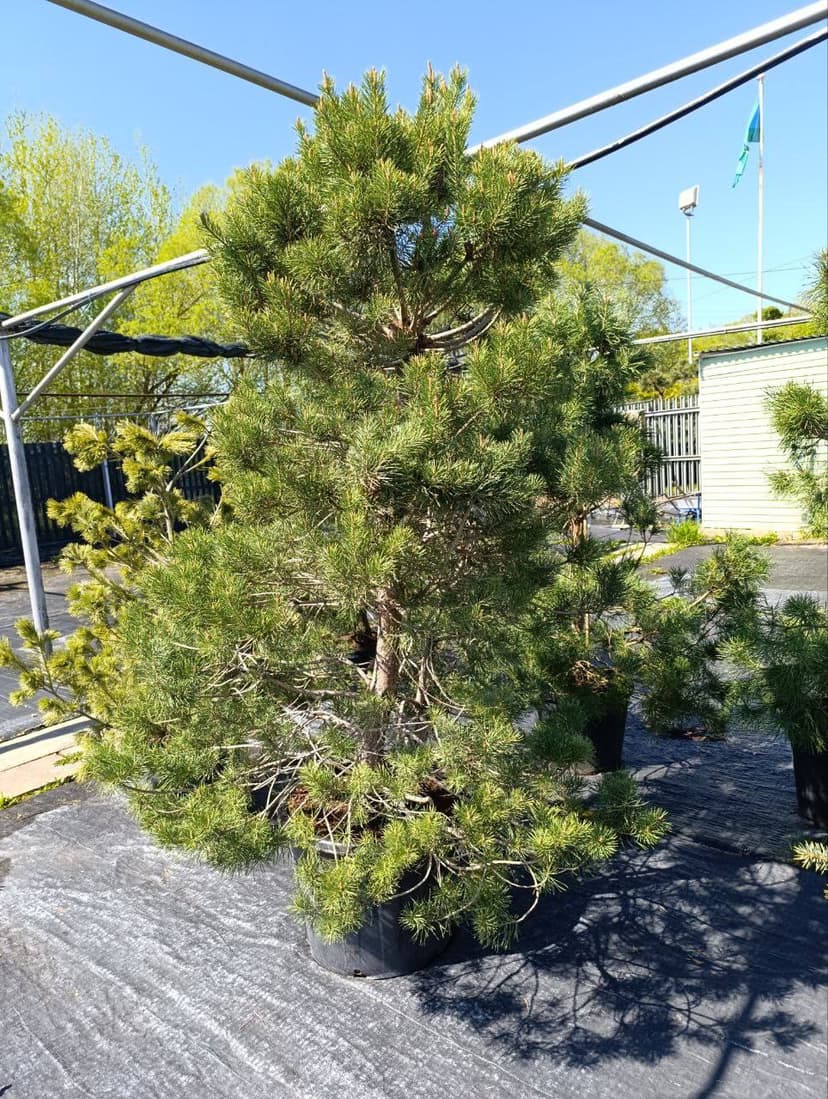 Сосна обыкновенная Норска