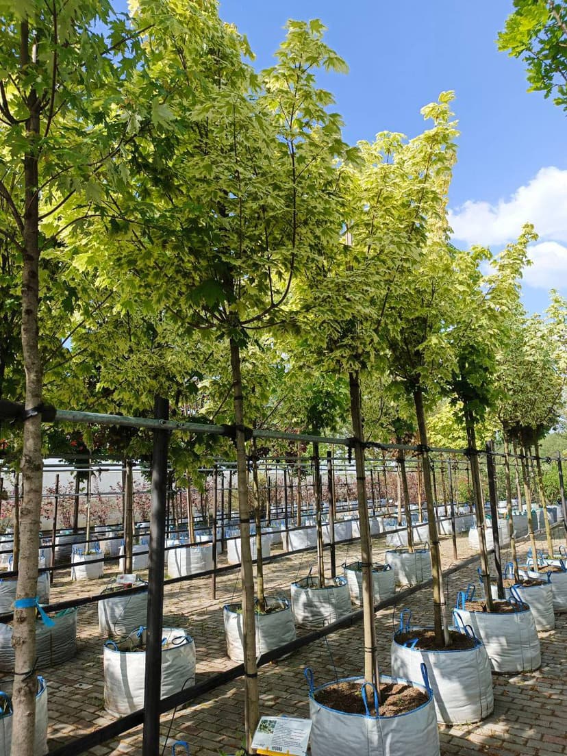 Клен остролистный Друммонди