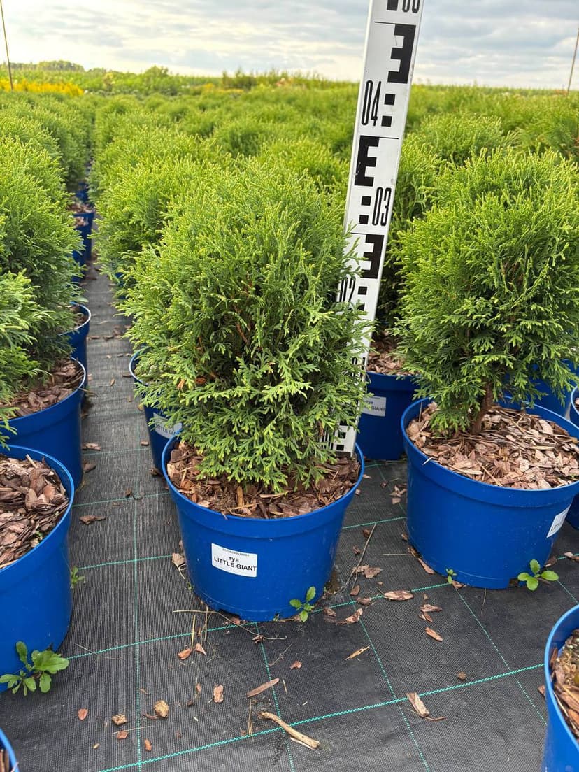 Туя западная Литл Гиант