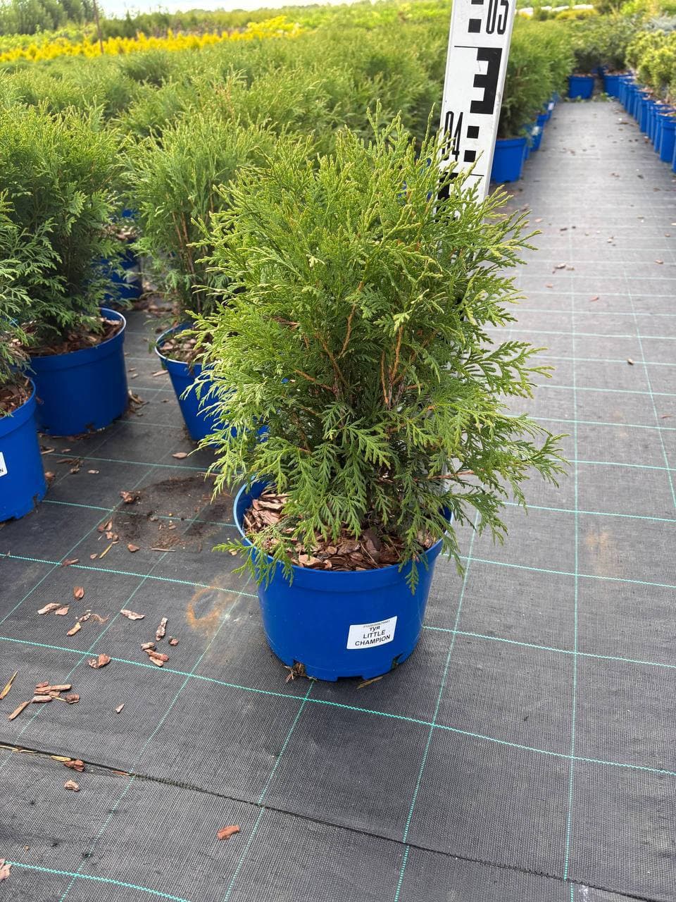 Туя западная Литл Чемпион - изображение 1