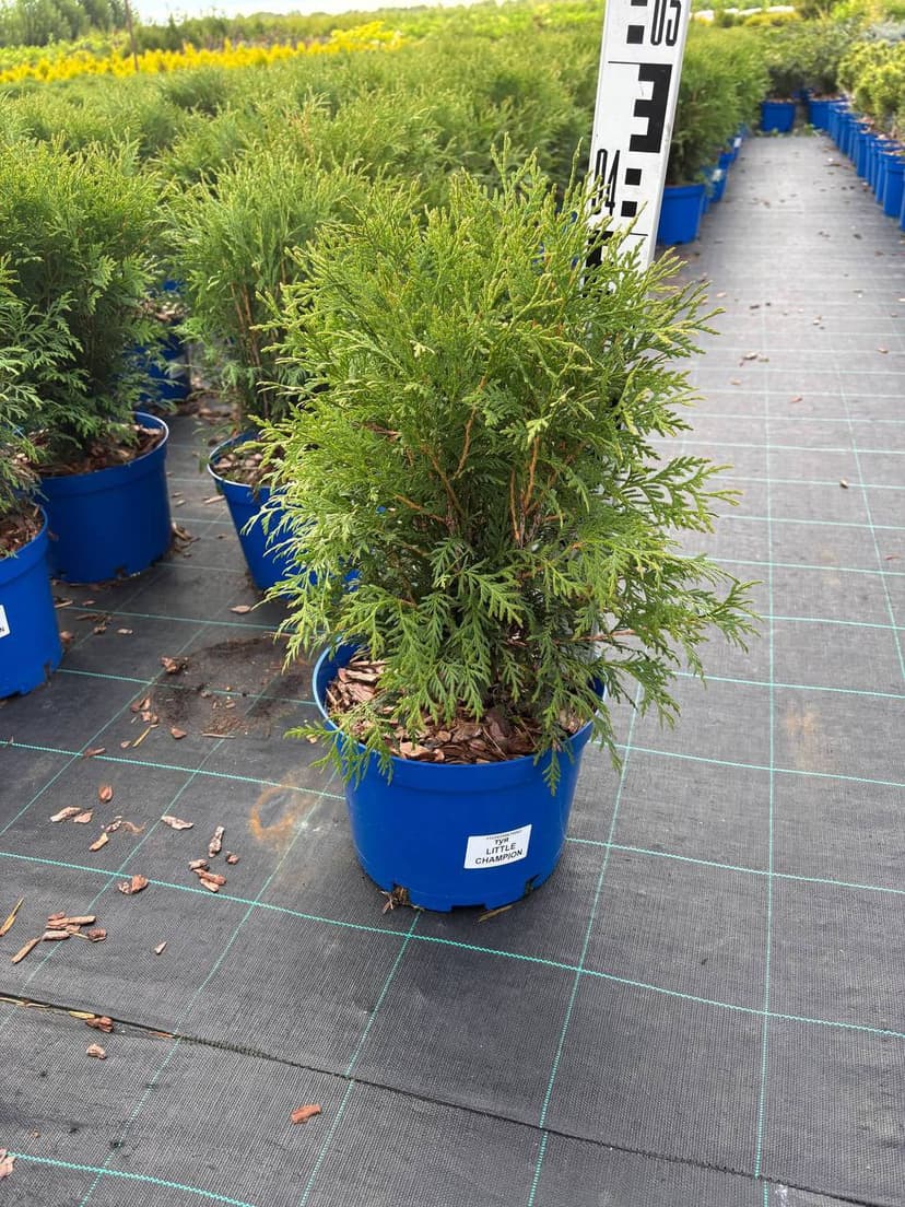 Туя западная Литл Чемпион