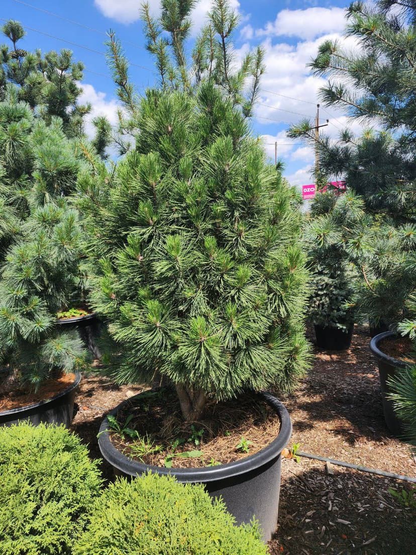 Сосна черная Смолл Тауэр