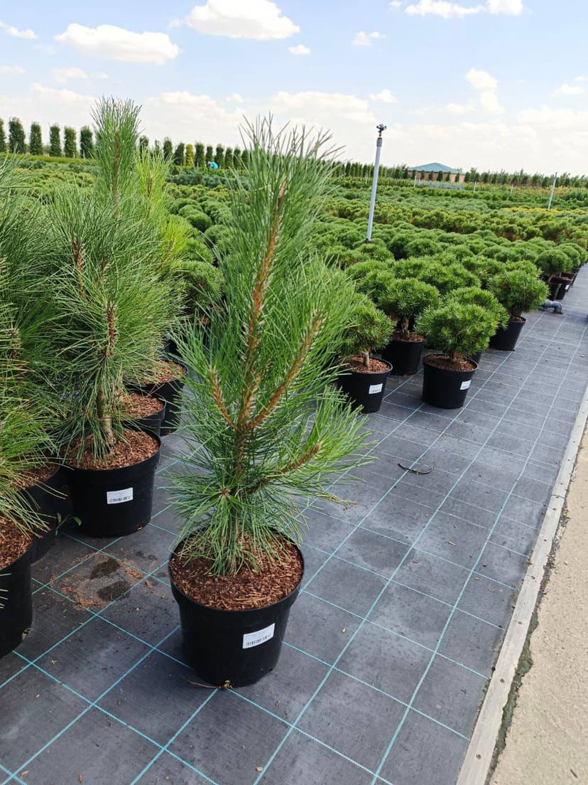 Сосна черная Фастигиата