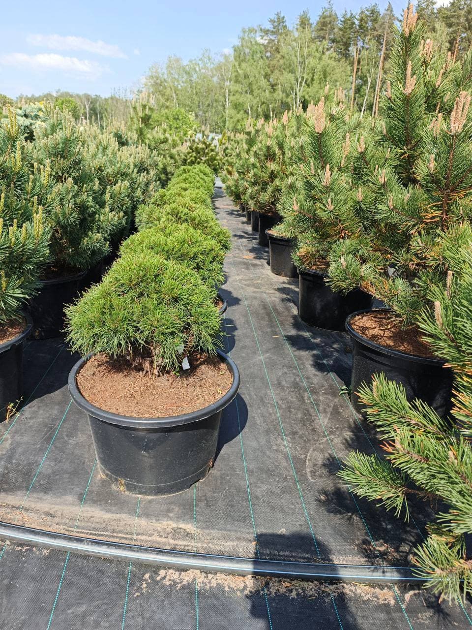 Сосна горная Варелла - изображение 1