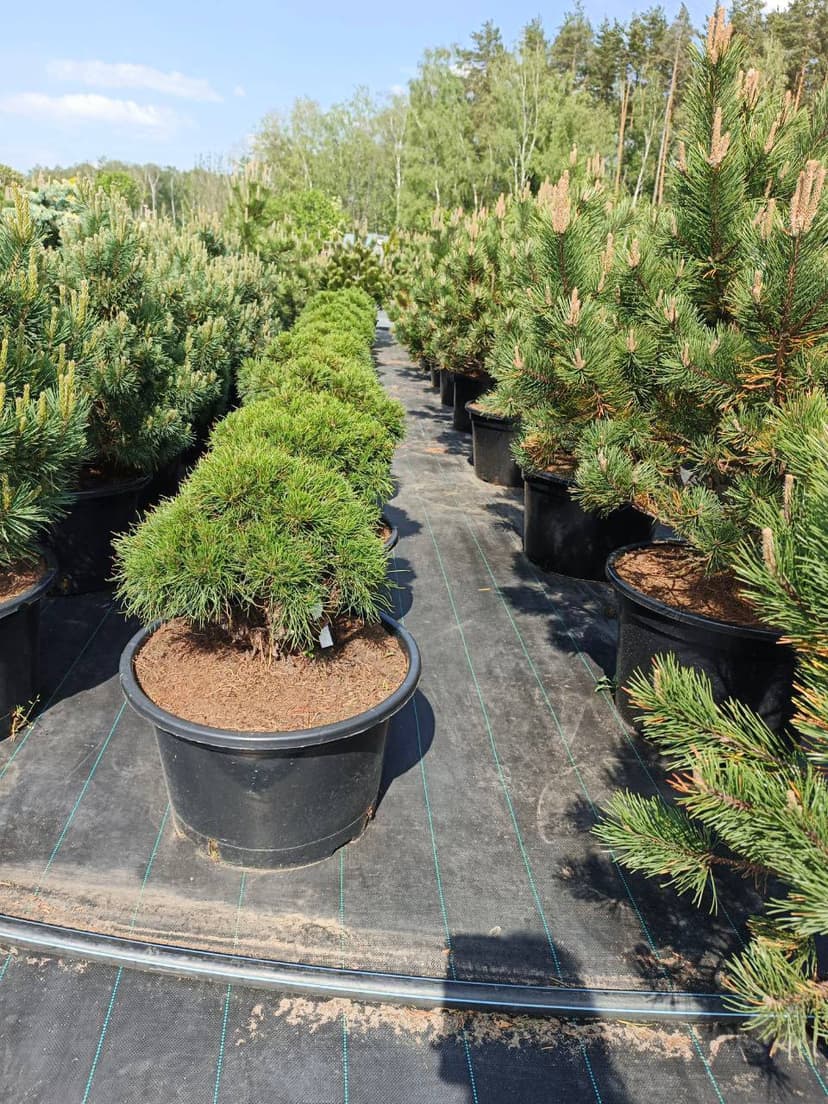 Сосна горная Варелла