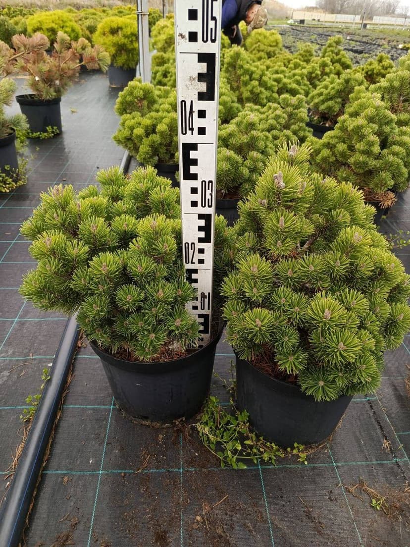 Сосна горная шервудкомпакт