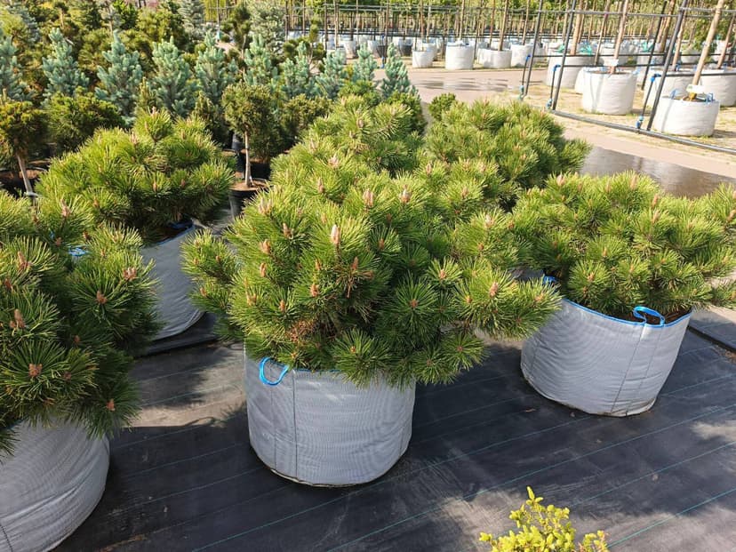 Сосна черная Нана