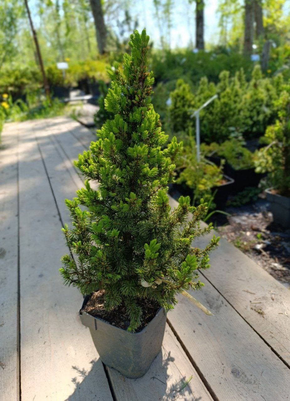 Ель канадская