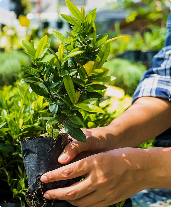 Садоводство