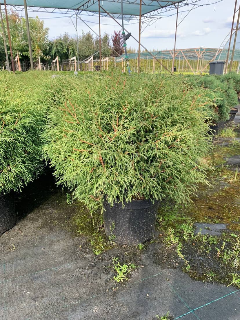 Туя западная Мистер Боулинг Болл