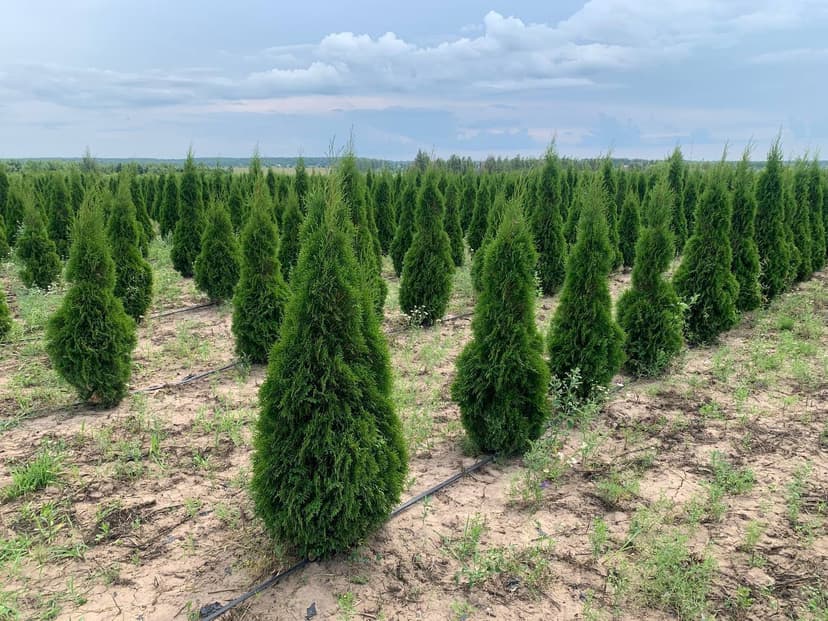 Туя западная Смарагд