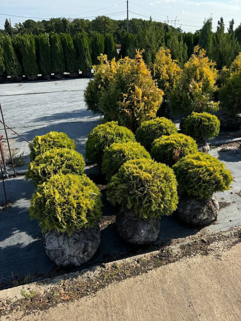 Туя западная Мириам
